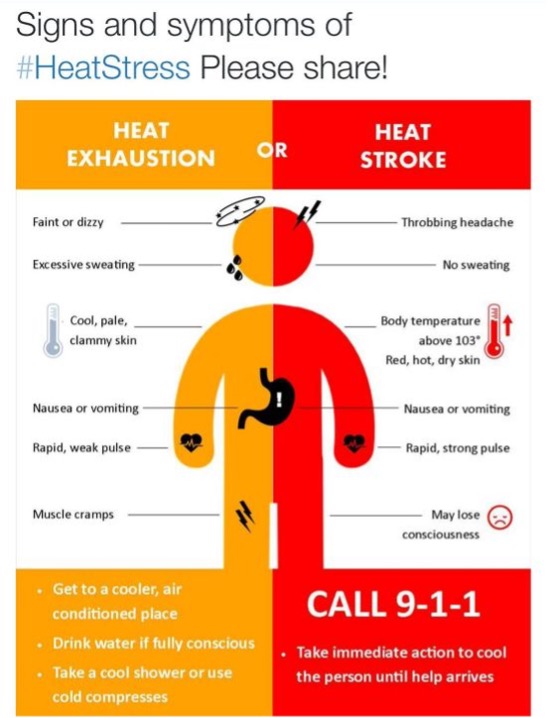 infographic of the signs and symptoms of heat stress. please feel free to share.